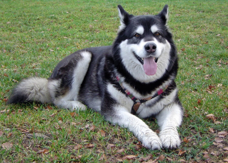 Alaskan Malamute