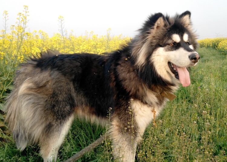 Alaskan Malamute