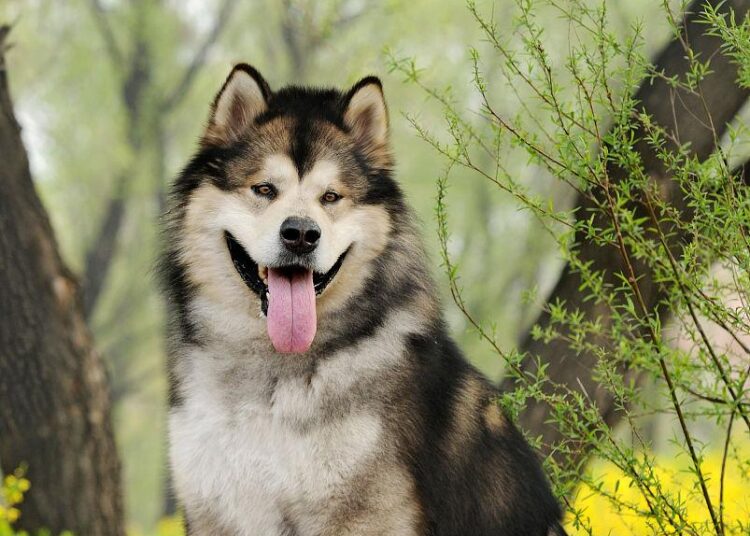 Alaskan Malamute